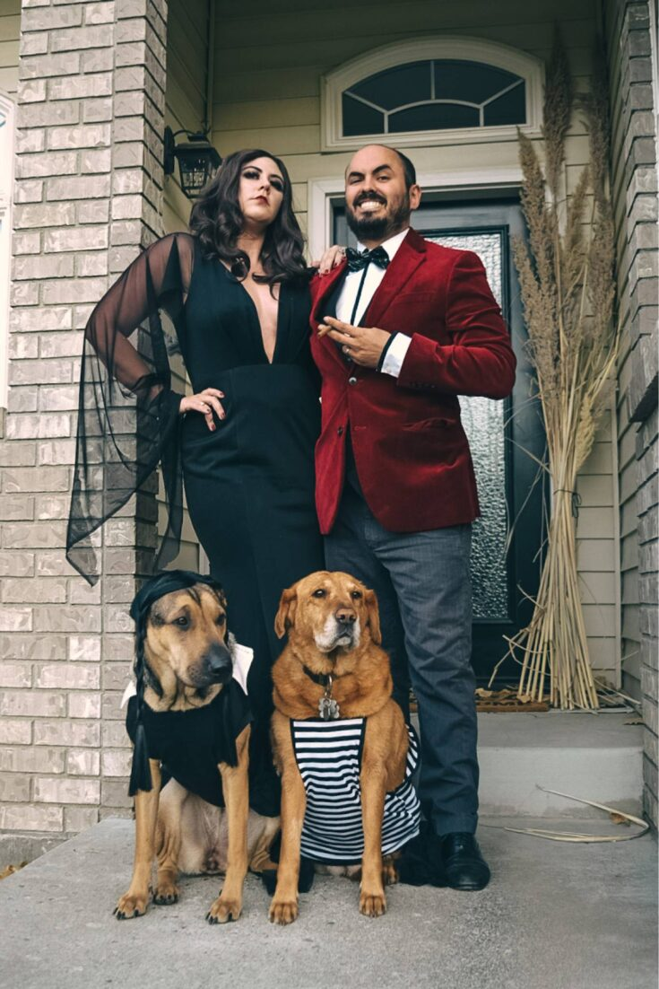 Men’s Gomez Addams Inspired Costume, Burgundy Velvet Blazer with Black Pants Formal Party Outfit Combo - 36 Short
